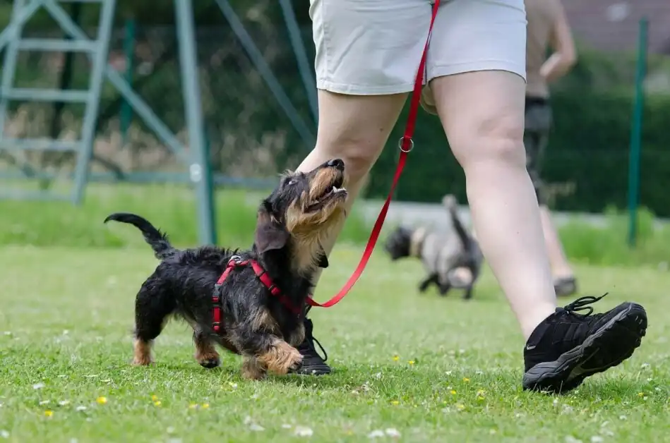 what to prepare when taking your puppy out for walks and socialization