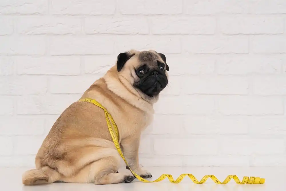 6 Reasons Why Dogs Get Fat!