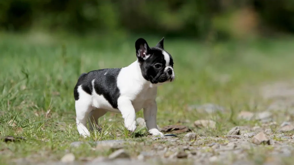 7 Traits & Knowledge of the French Bulldog