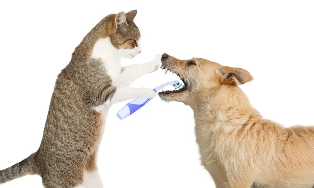 8 steps to brush your cat's or dog's teeth