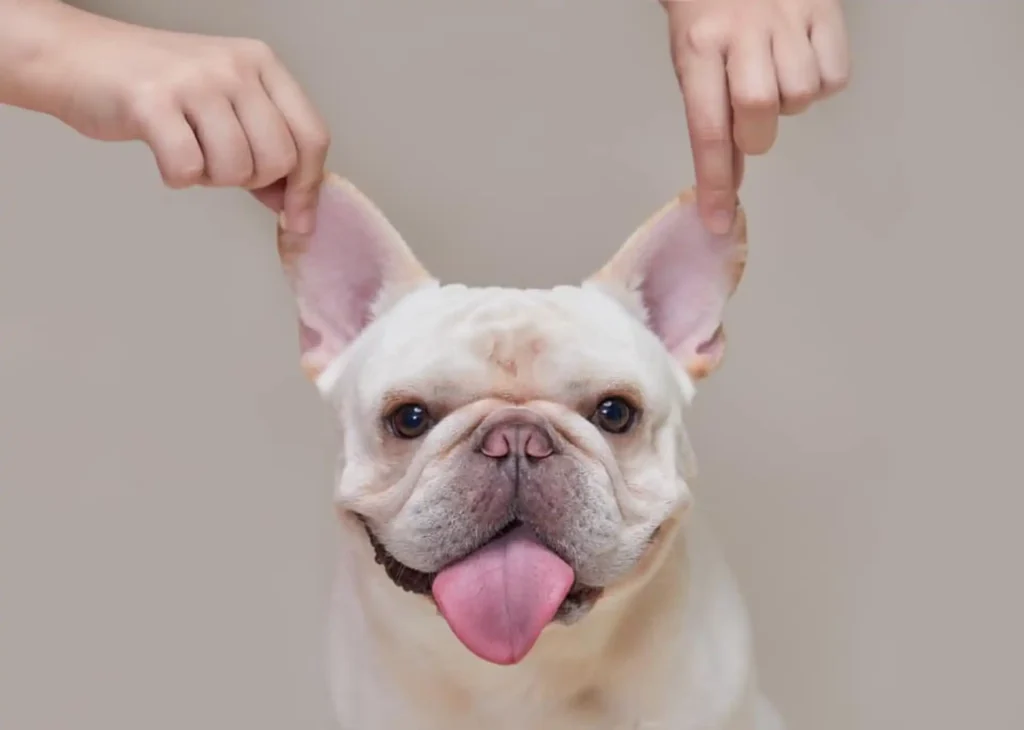 A Must-see Guide to Feeding French Bulldog