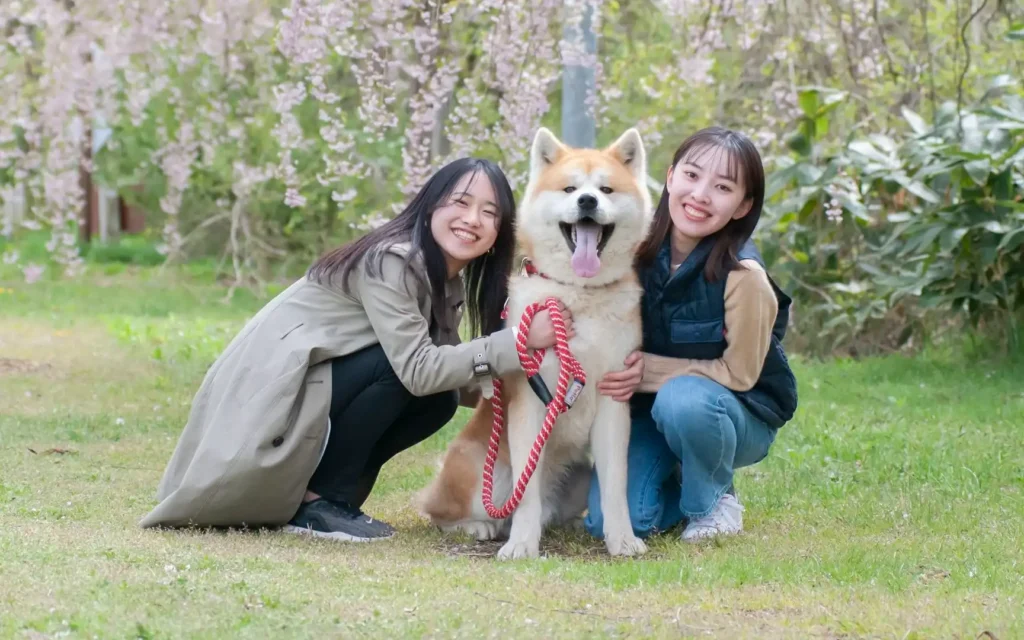 Akita