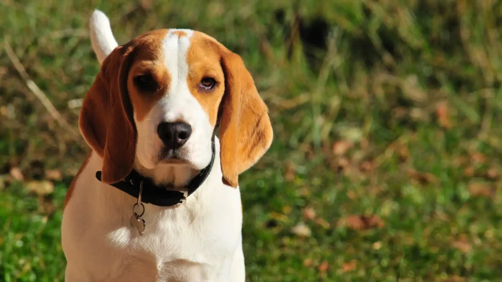 American Foxhound