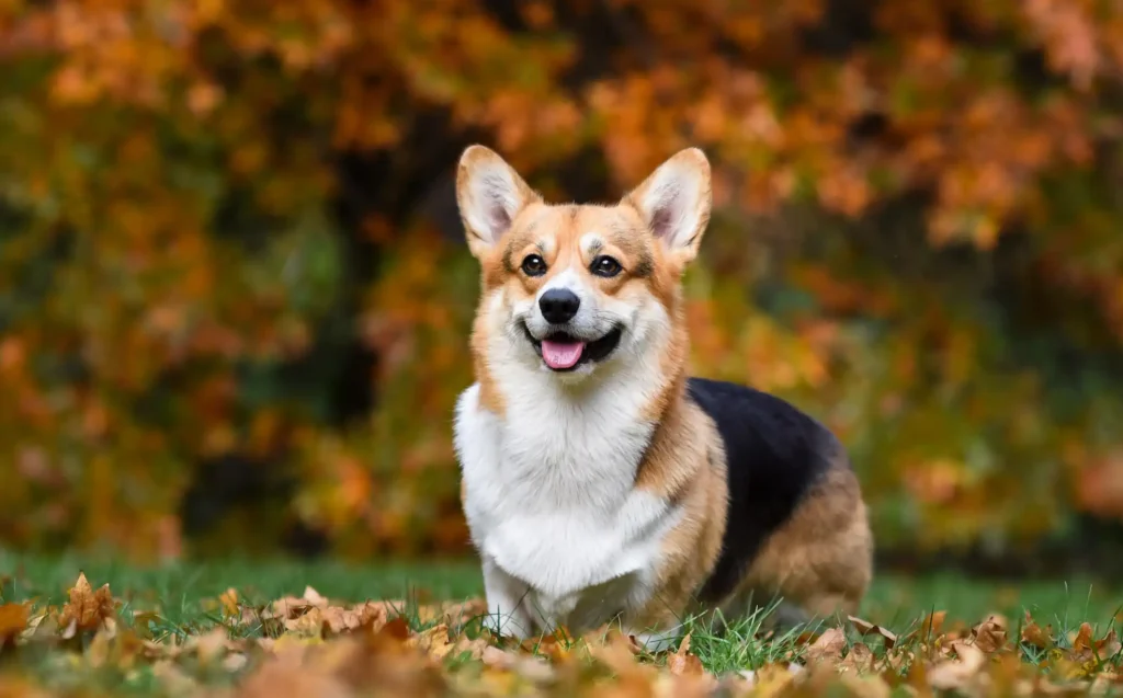 Are Corgis easy to breed?