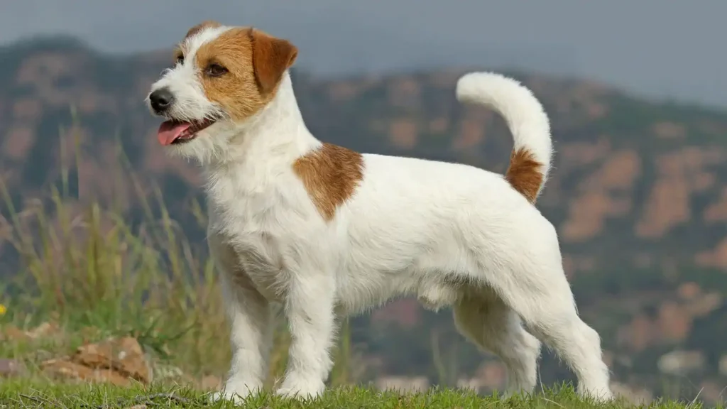 Are Jack Russell Terriers difficult to raise?