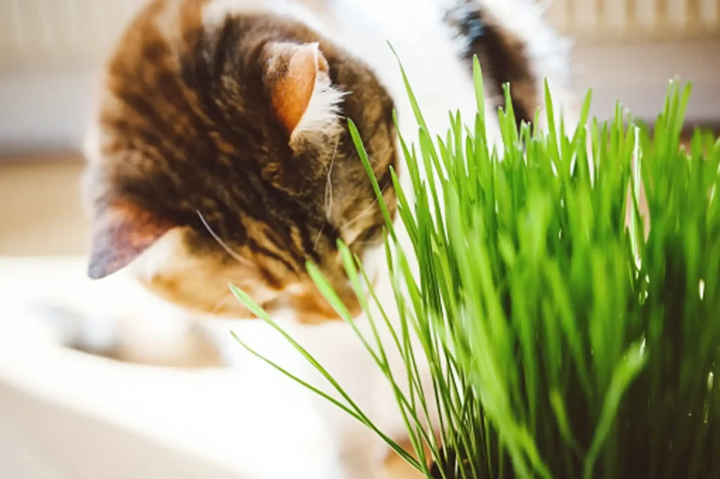 Cat grass