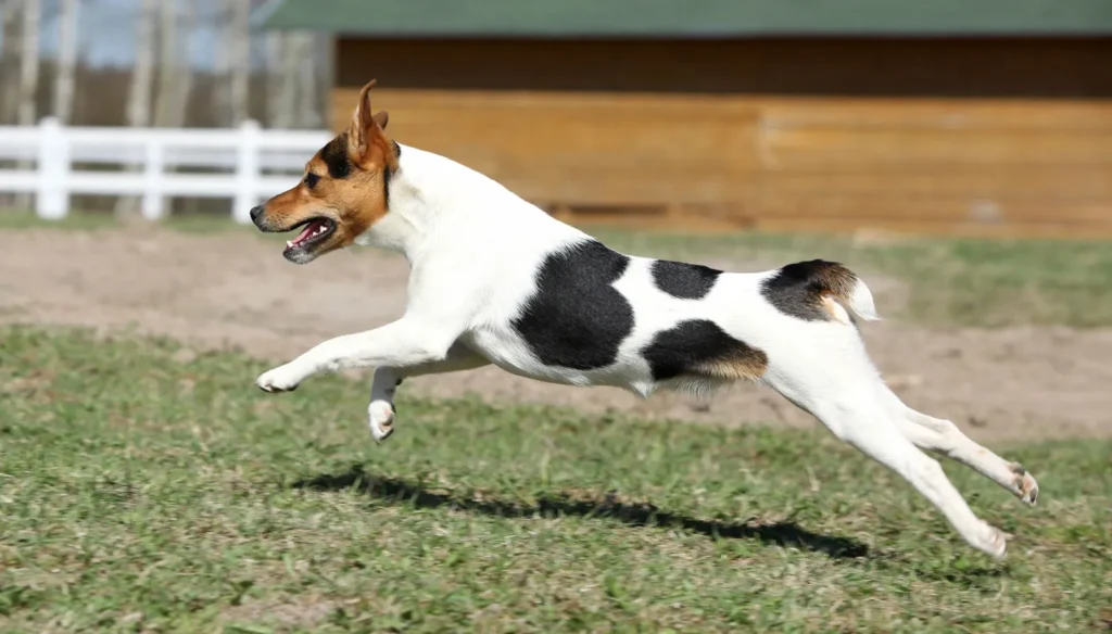 Characteristics of the Jack Russell Terrier