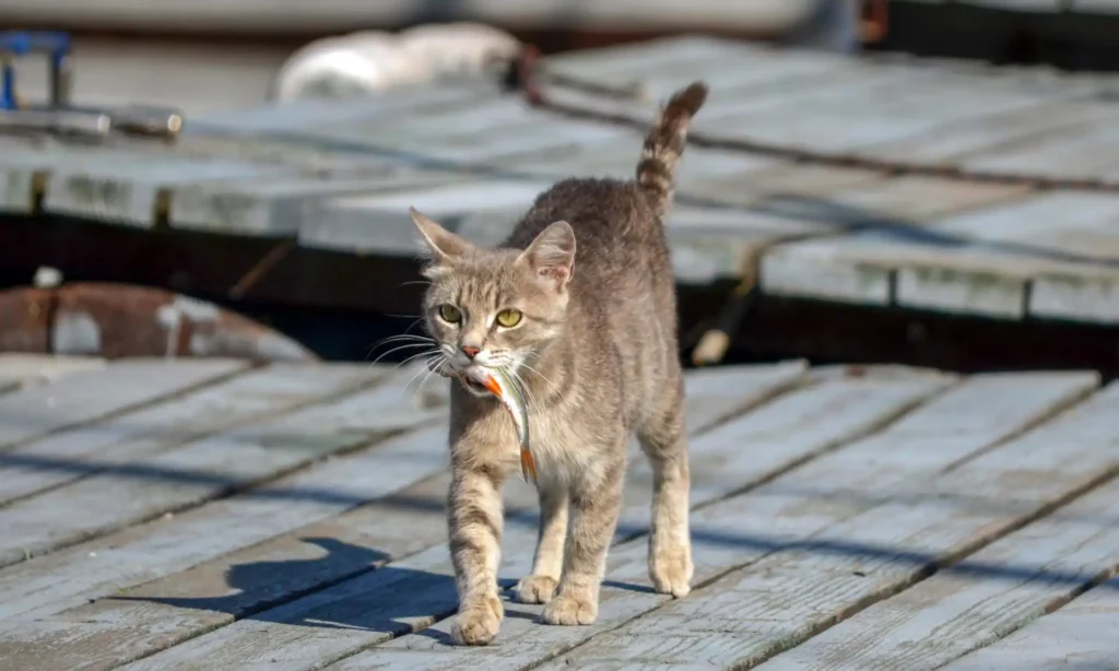 Do cats really like to eat fish?