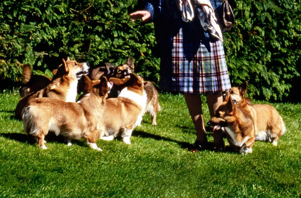 Even Queen Elizabeth II of the United Kingdom is obsessed with corgis