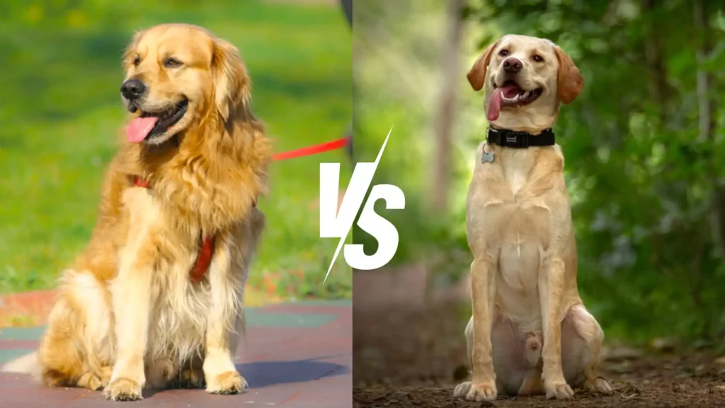 Golden Retriever vs Labrador