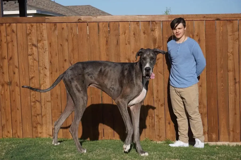 Great Dane