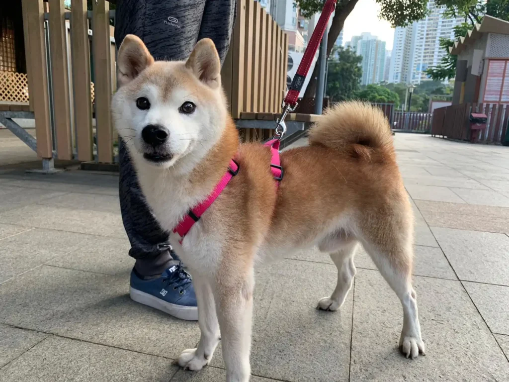 How can I adopt a Shiba Inu?