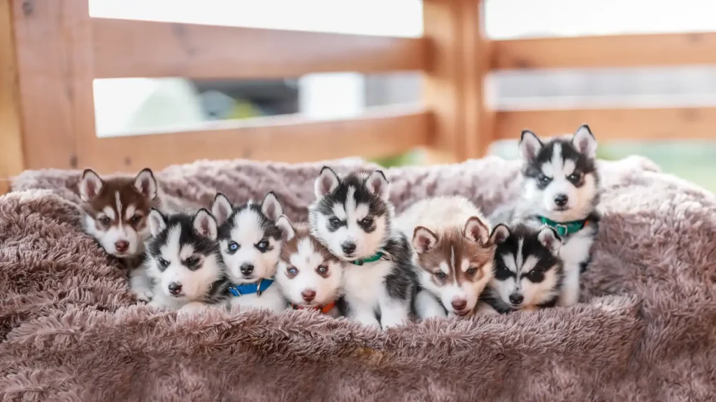 How much does it cost to keep a Husky per month?