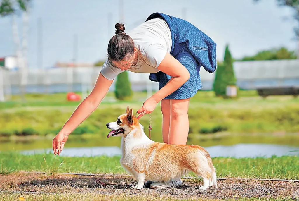 How much does it cost to raise a Corgi?