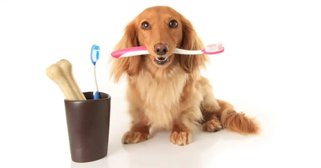 How to Brush Your Dog's Teeth?