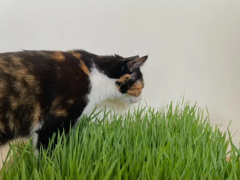 How to feed cat grass?