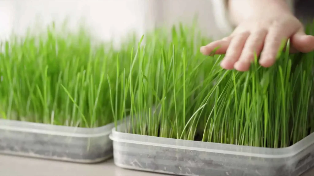 How to plant cat grass?