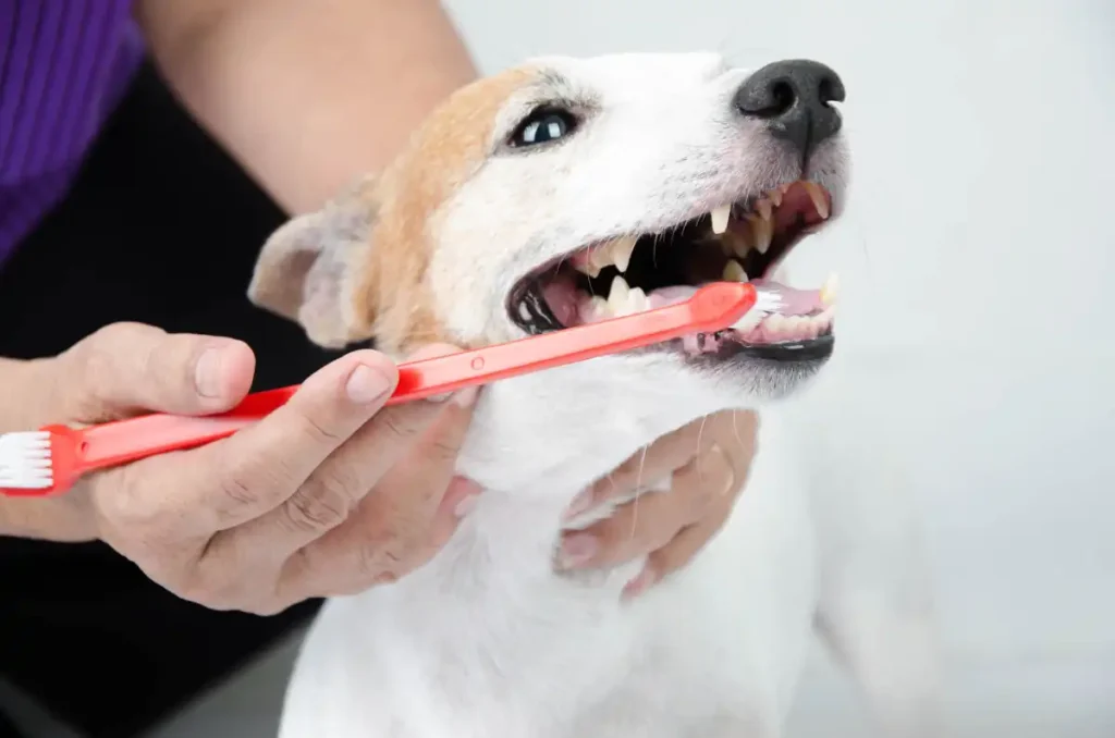 How to take care of your dog's oral health at home