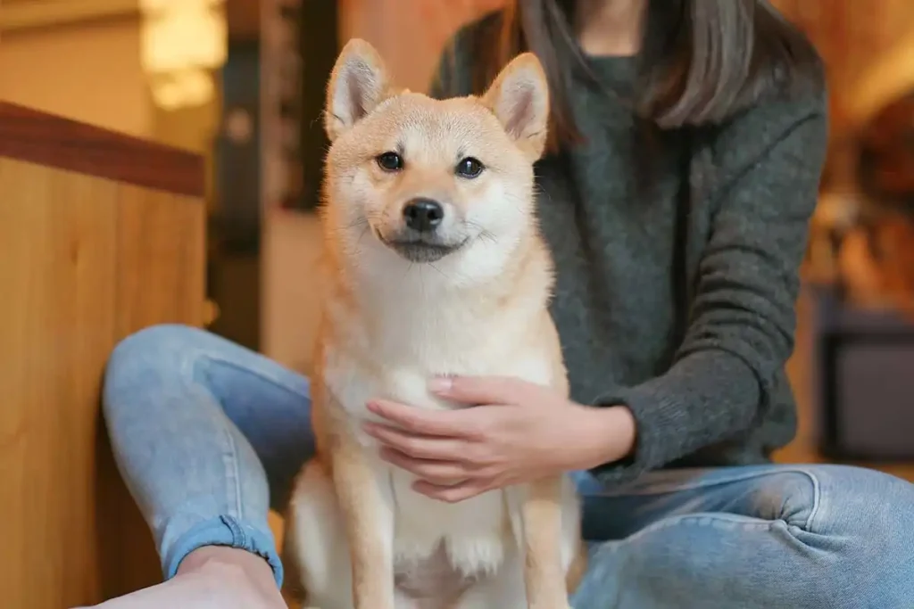 Is Shiba Inu easy to breed?