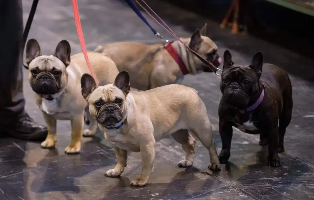 Is the French Bulldog suitable for beginners?