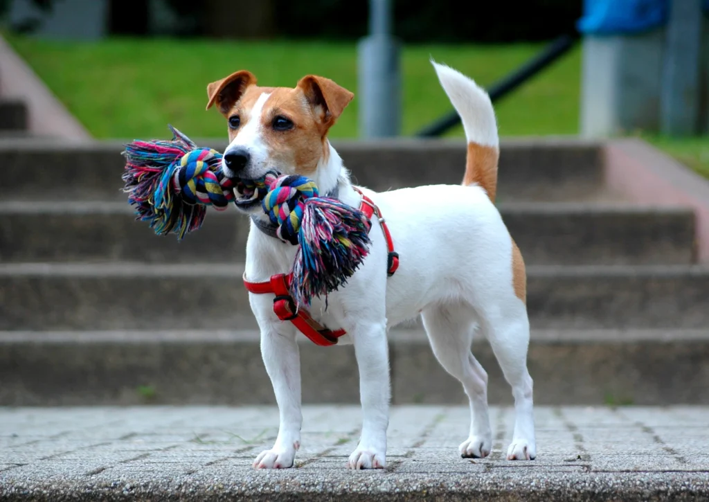 Jack Russell Terrier’s Health and Wellness