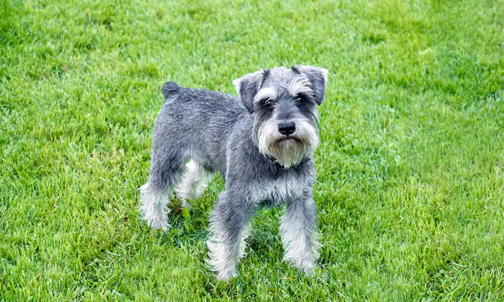 Miniature Schnauzer