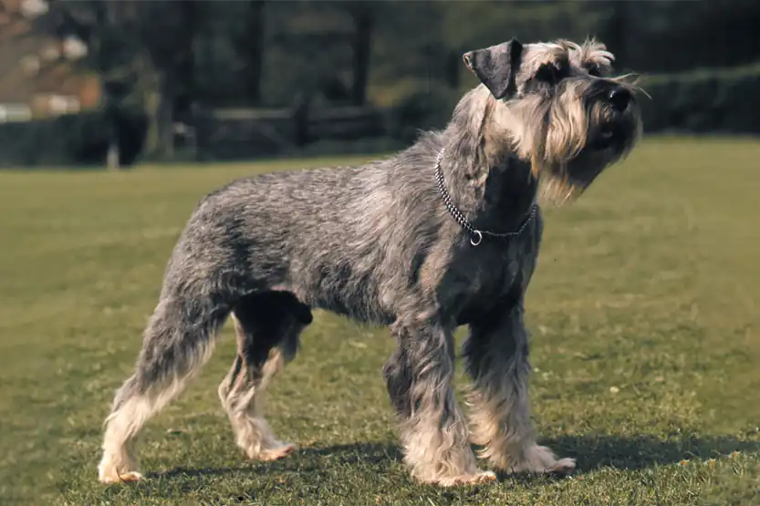 Miniature Schnauzers