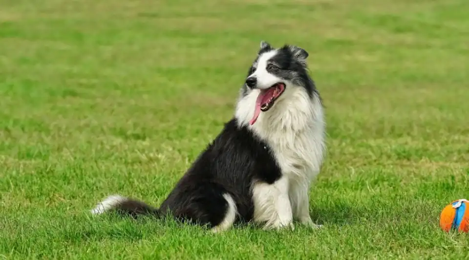 Sheepdogs