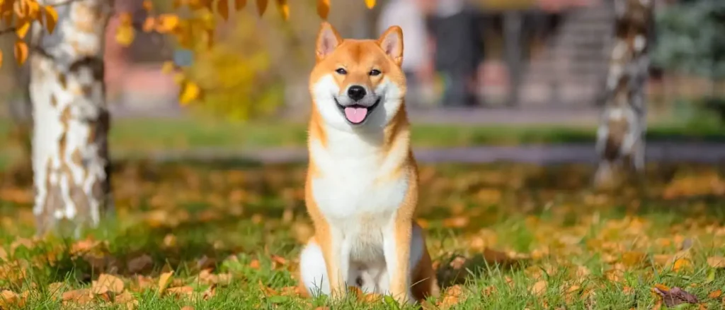 Shiba Inu