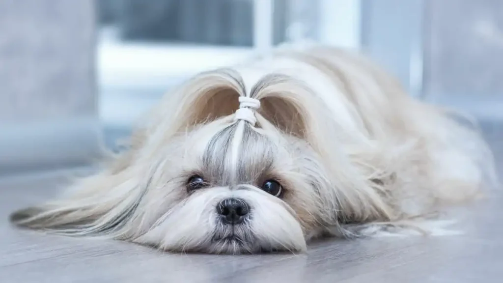 Shih Tzu