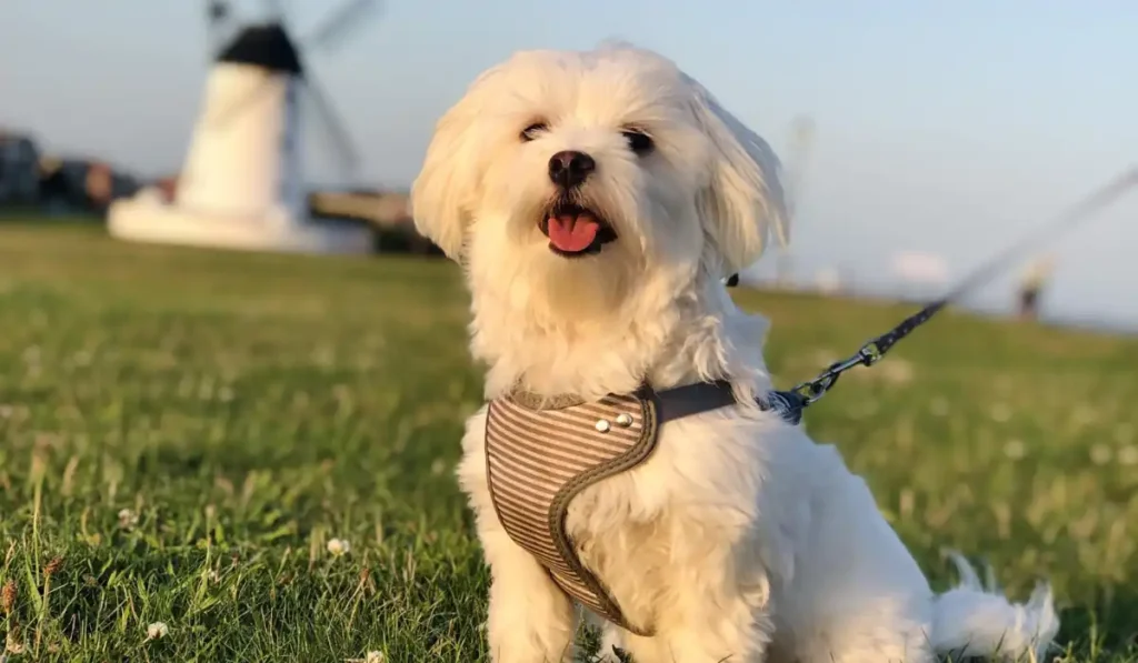 Should you walk your Maltese?