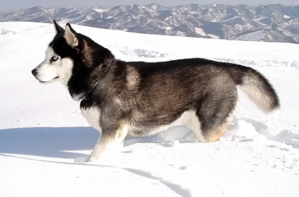 Siberian Husky