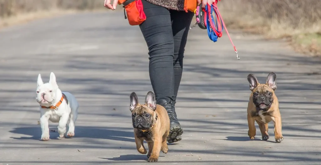 Walking-French-Bulldogs