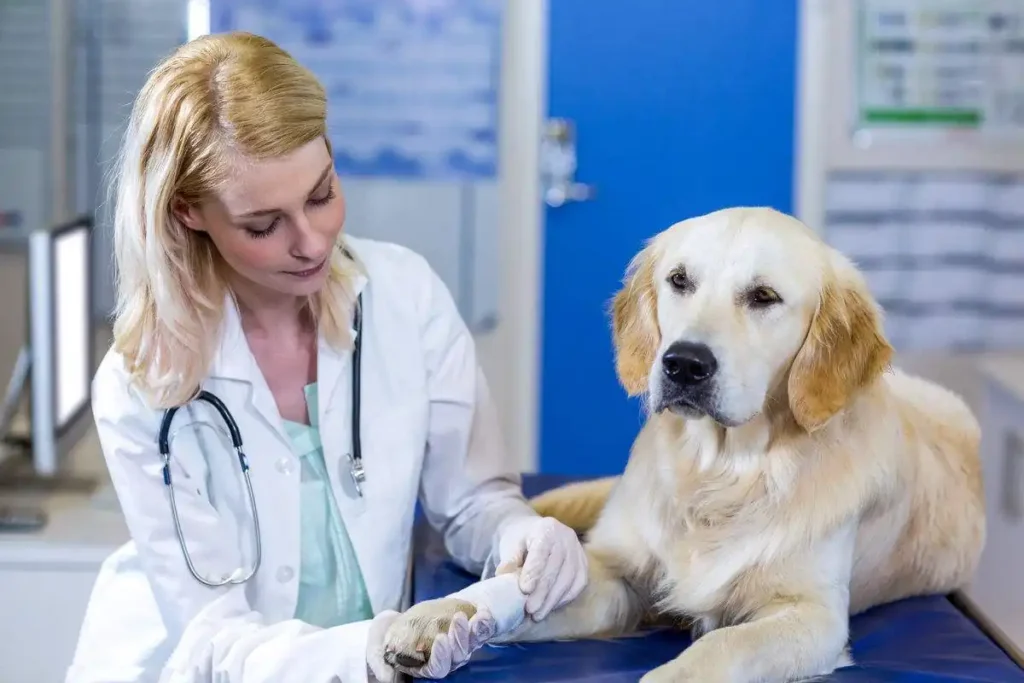 What are the benefits of neutering your dog?