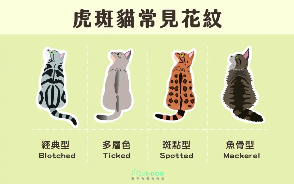 What are the patterns of tabby cats?