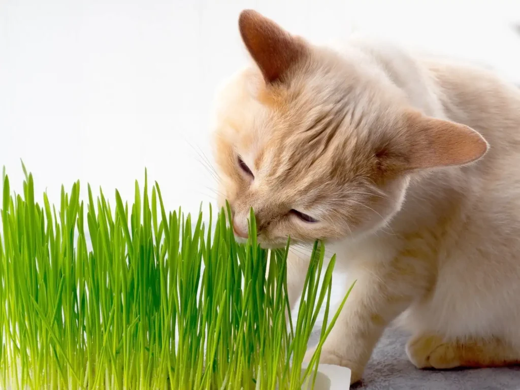 What is cat grass?