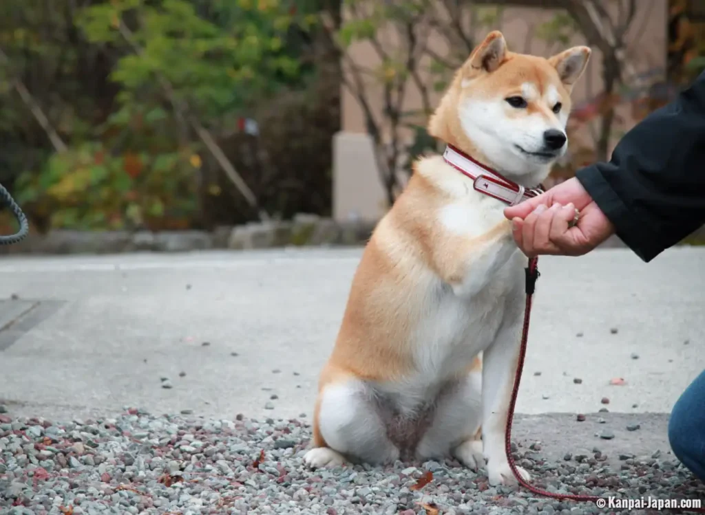 What is the IQ of Shiba Inu?