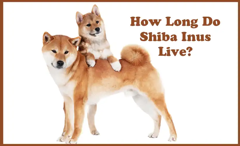 What is the average life expectancy of a Shiba Inu?