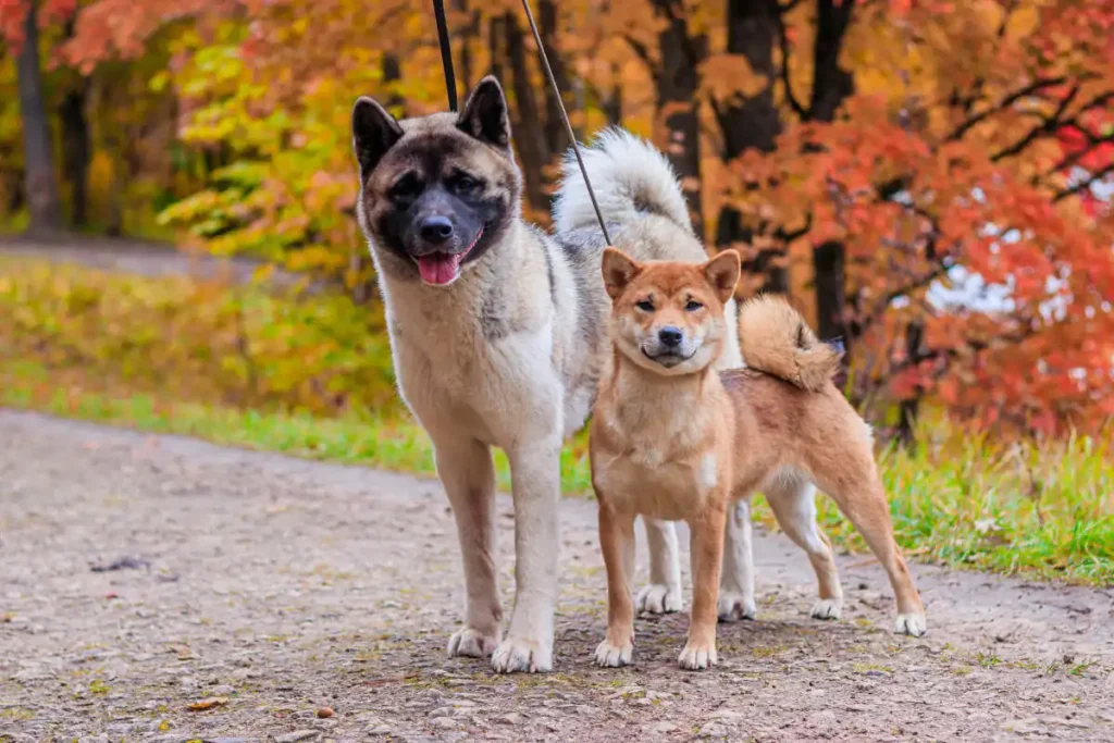 What is the difference between a Shiba Inu and an Akita?