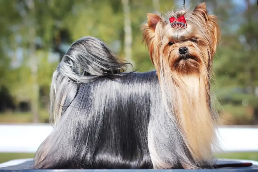 Yorkshire Terrier