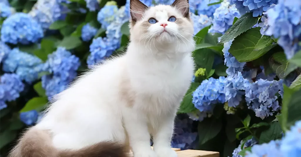 A Beginner's Guide to the Ragdoll Cat