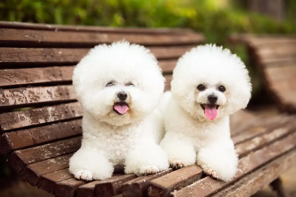 Bichon Frise Breeding Tips