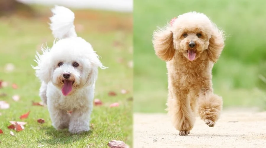 Bichon Frize VS Poodle