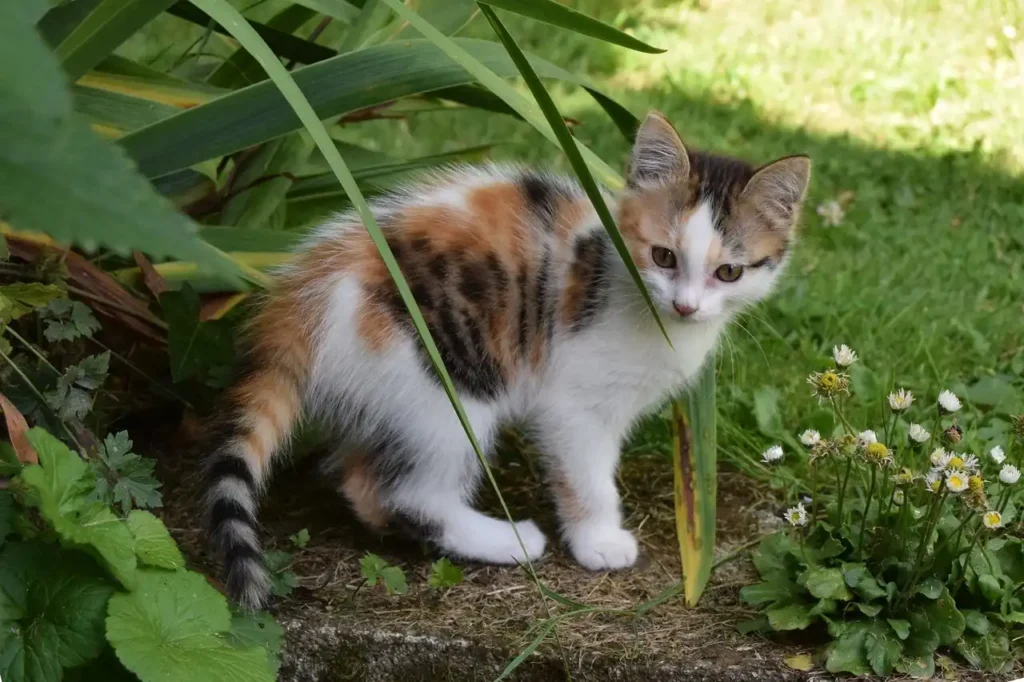 Calico cat