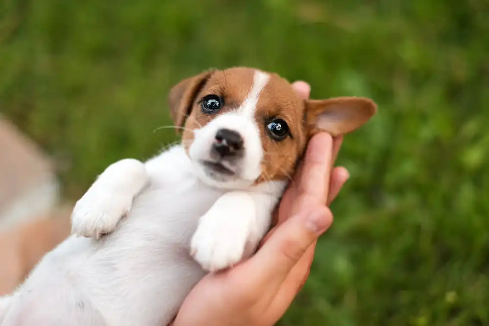 Can you touch puppies cats in the wild?