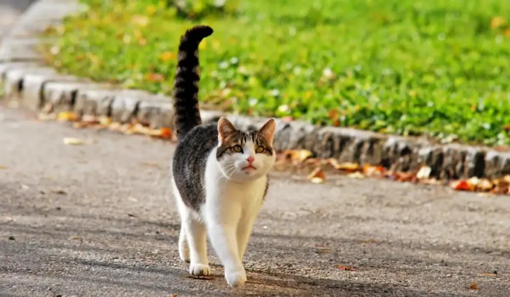 Cats are curious: shaking their tails