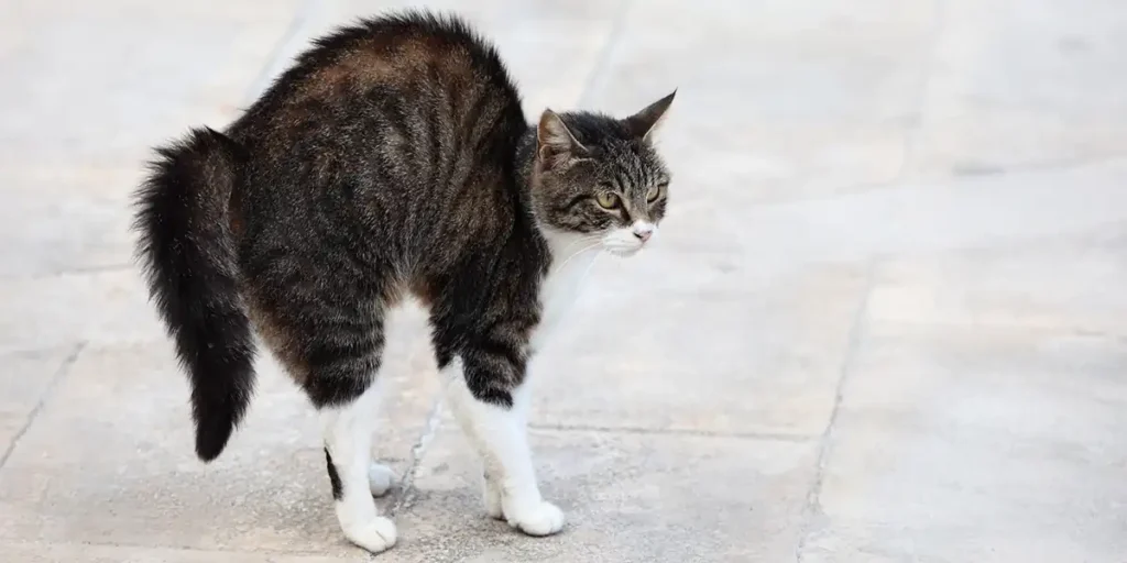 Cats are scared: their tails are puffed up