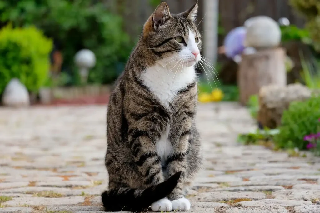 Cats are uneasy: their tails are wrapped around their bodies