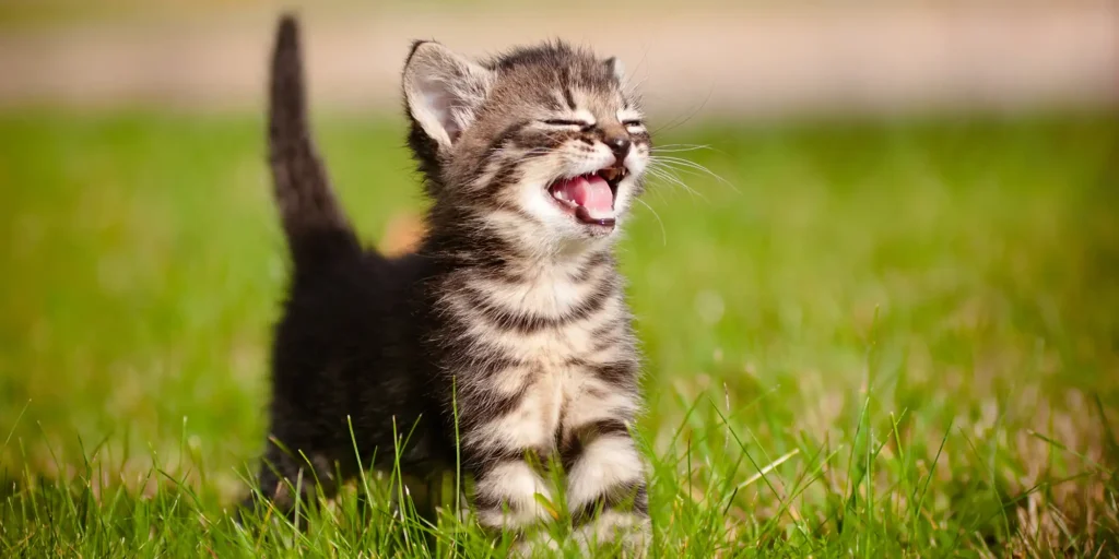 How do kittens adapt to their new environment after moving?