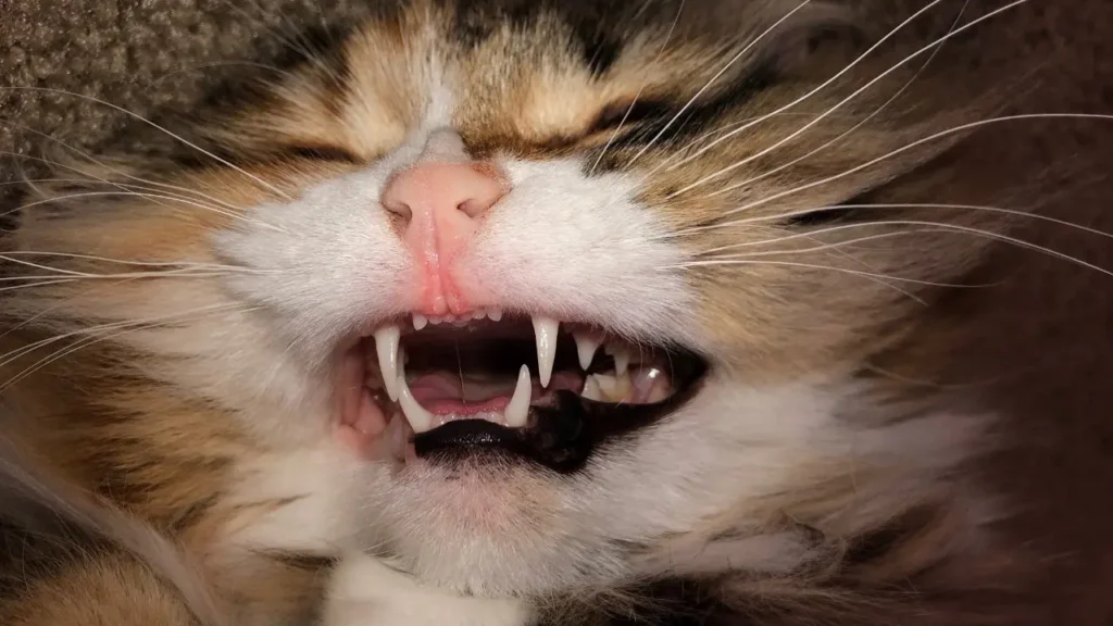 How long does it take to clean a cat's teeth?